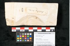 Foto (Objekt + Etikett) von Arbutus serra Unger (NHMW-GEO-2024-0188-8178)